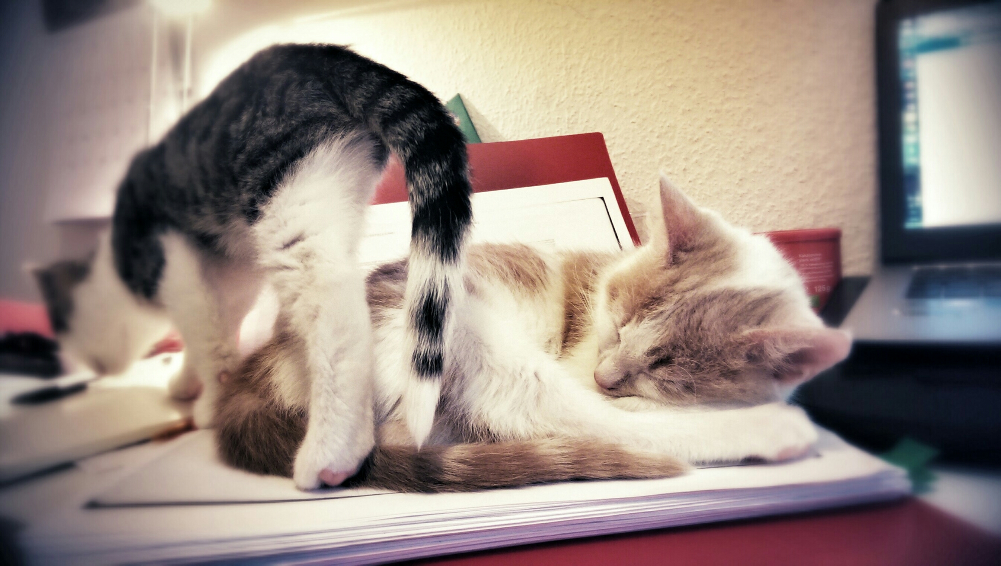 IMAG0639~2.jpg image