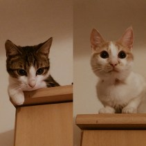 11313330_1599020120377390_1573146188_n